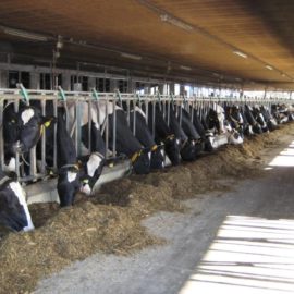 Профилактика послеродового пареза и гигиена доения молочных коров